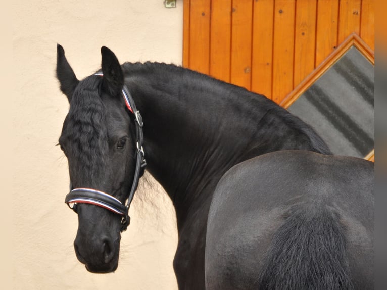 Friesen Stute 6 Jahre 167 cm Rappe in Ochtendung