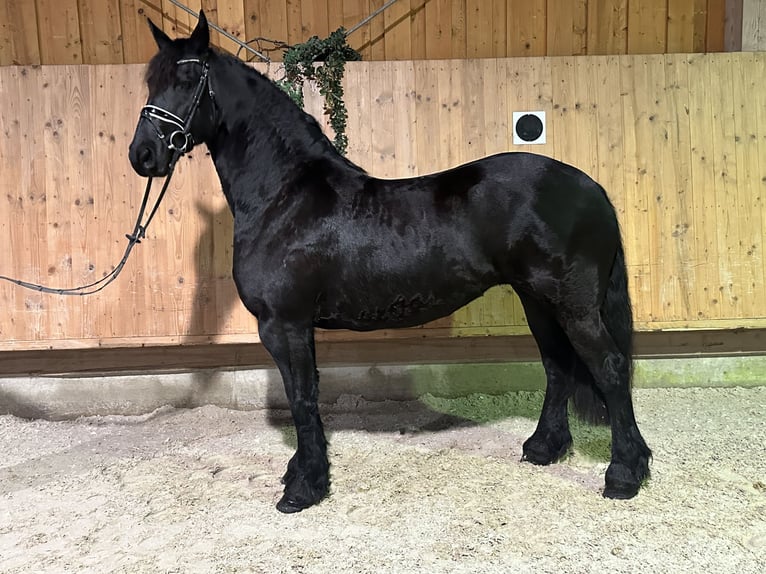 Friesen Stute 6 Jahre 167 cm Rappe in Riedlingen