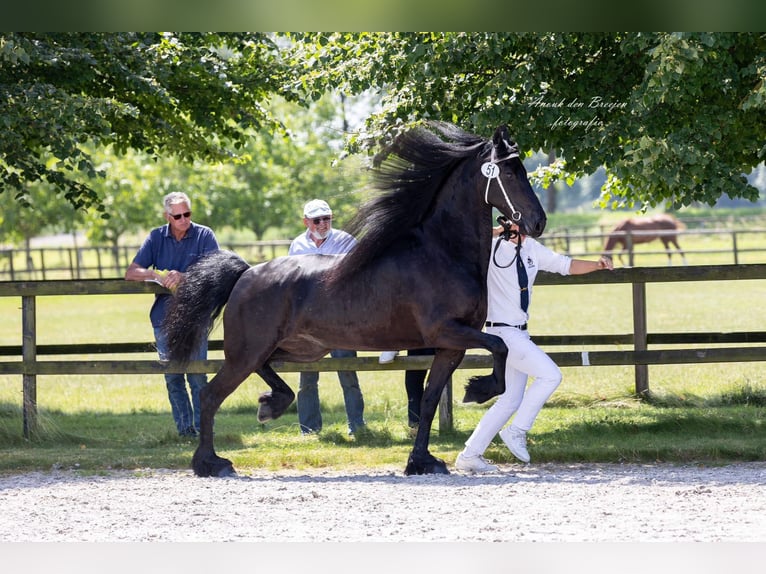 Friesen Stute 6 Jahre 168 cm Rappe in Valkenswaard