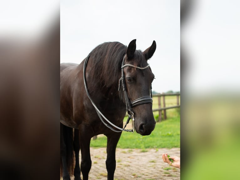 Friesen Stute 6 Jahre 169 cm Rappe in Babyloniënbroek