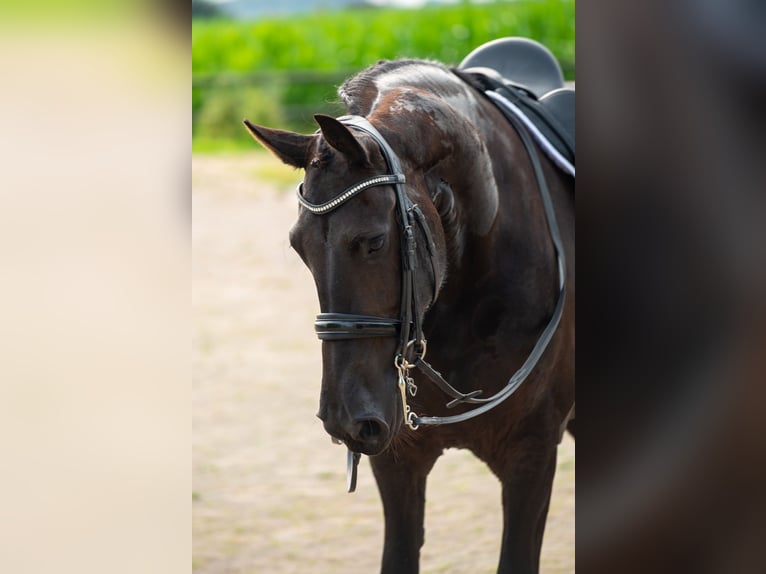 Friesen Stute 6 Jahre 169 cm Rappe in Babyloniënbroek