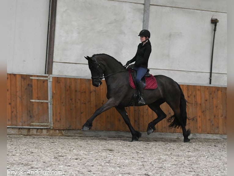 Friesen Stute 6 Jahre 169 cm Rappe in Mijnsheerenland