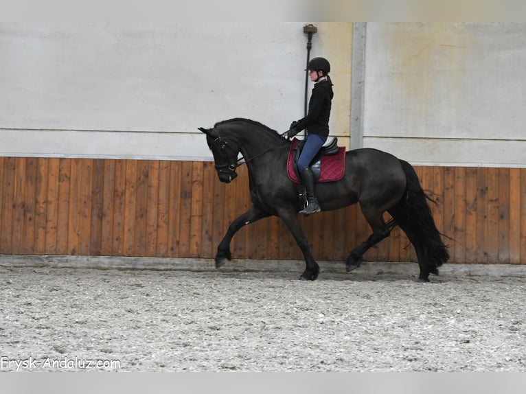 Friesen Stute 6 Jahre 169 cm Rappe in Mijnsheerenland