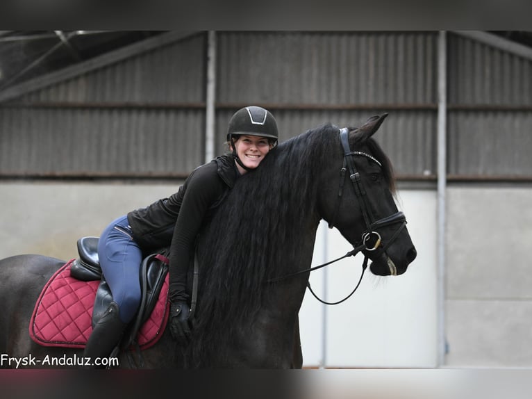 Friesen Stute 6 Jahre 169 cm Rappe in Mijnsheerenland