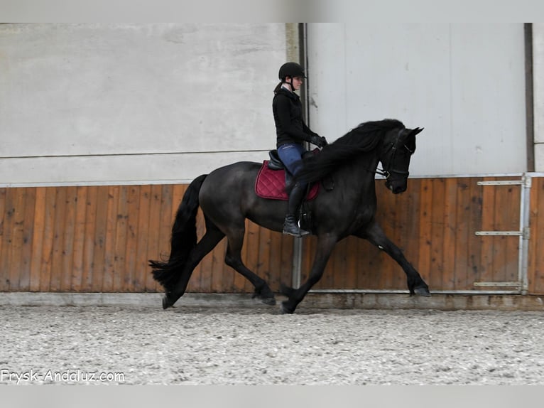Friesen Stute 6 Jahre 169 cm Rappe in Mijnsheerenland