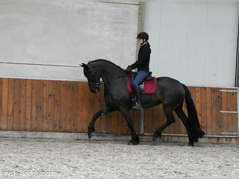 Friesen Stute 6 Jahre 169 cm Rappe in Mijnsheerenland