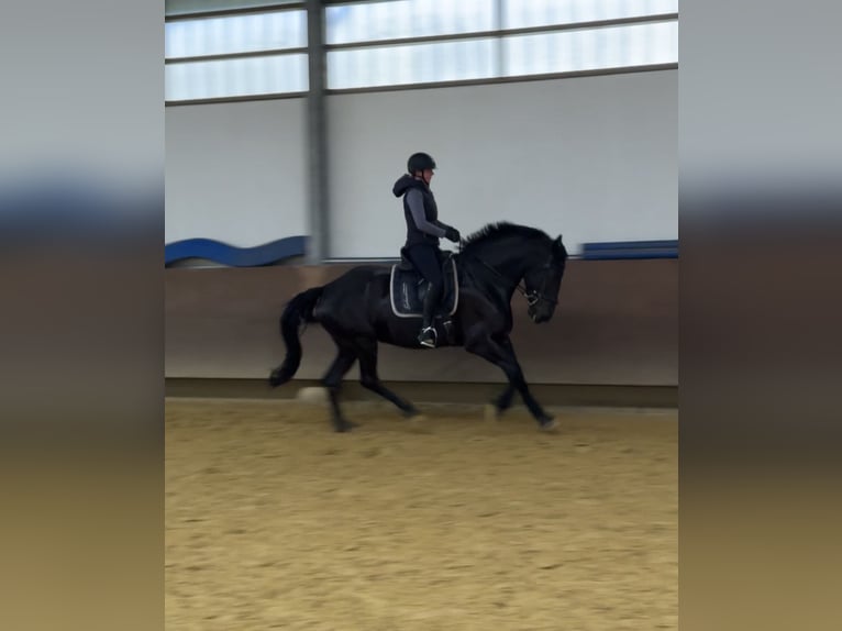 Friesen Mix Stute 6 Jahre 169 cm Rappe in Münster