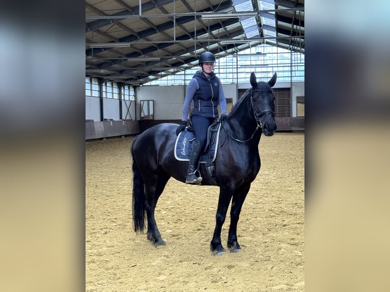 Friesen Mix Stute 6 Jahre 169 cm Rappe in Münster