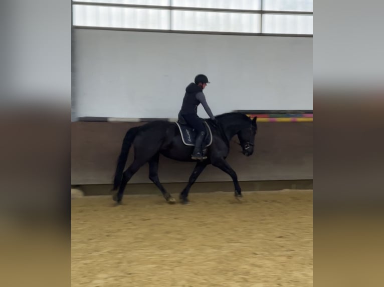 Friesen Mix Stute 6 Jahre 169 cm Rappe in Münster