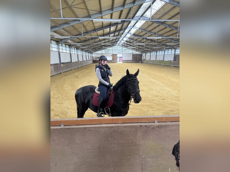 Friesen Mix Stute 6 Jahre 169 cm Rappe in Münster