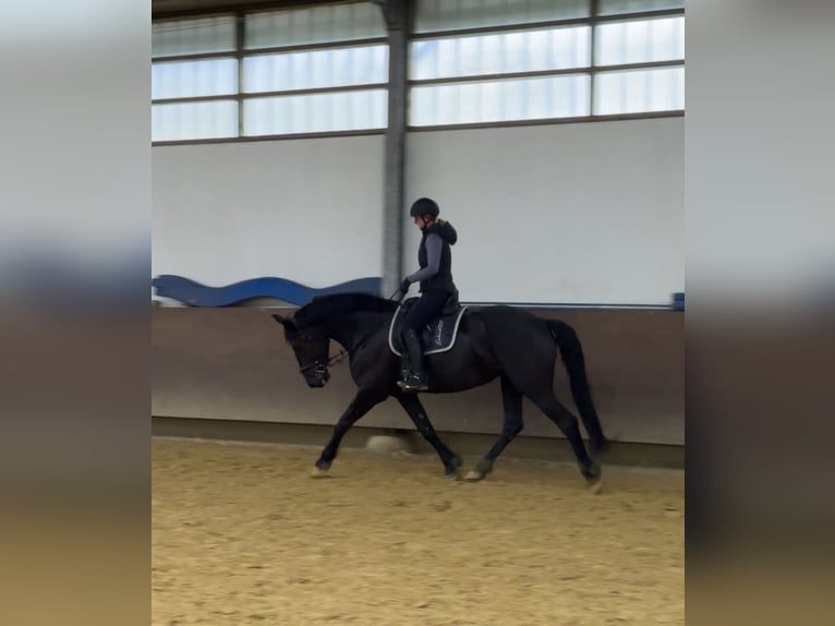 Friesen Mix Stute 6 Jahre 169 cm Rappe in Münster