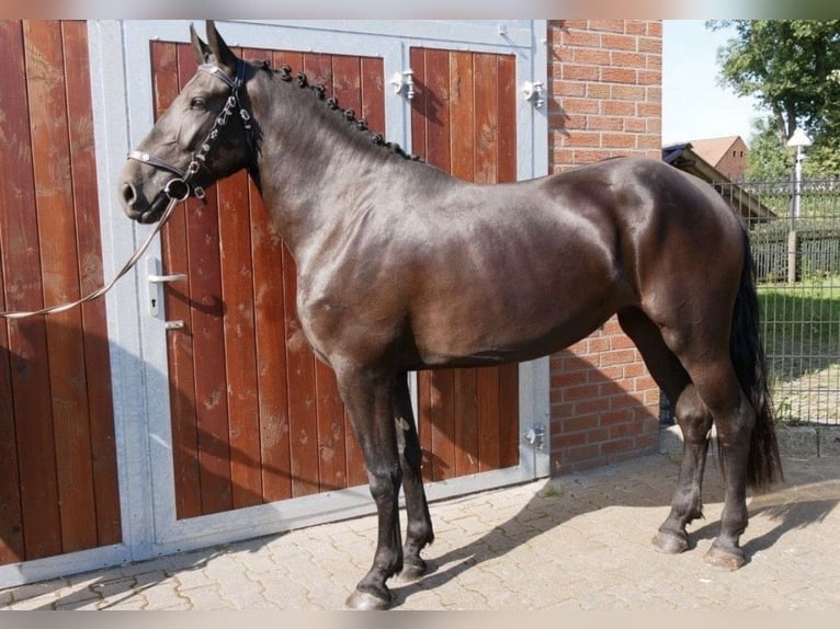 Friesen Mix Stute 6 Jahre 170 cm Rappe in Coesfeld