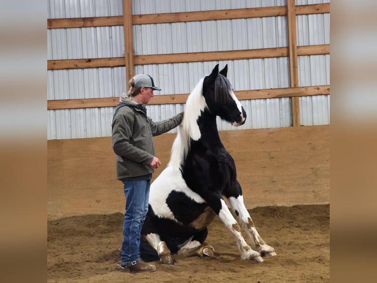 Friesen Mix Stute 7 Jahre 155 cm Schecke in Howell