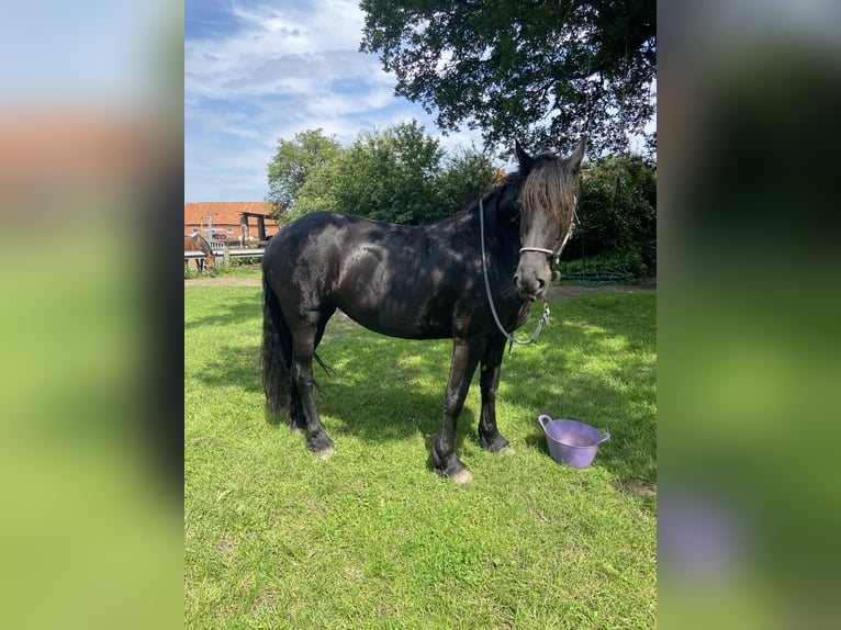 Friesen Stute 7 Jahre 156 cm Rappe in Felixdorf