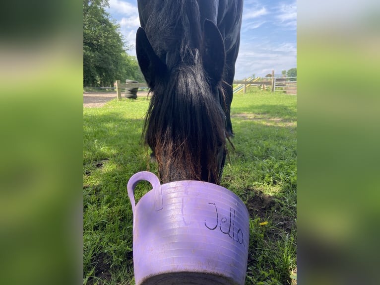 Friesen Stute 7 Jahre 156 cm Rappe in Felixdorf