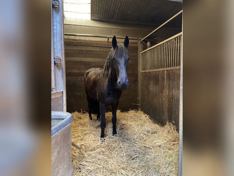 Friesen Stute 7 Jahre 156 cm Rappe in Felixdorf