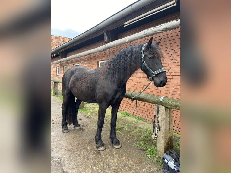 Friesen Stute 7 Jahre 156 cm Rappe in Felixdorf