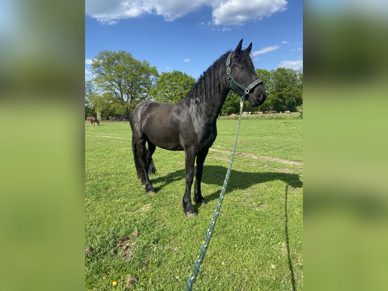 Friesen Stute 7 Jahre 156 cm Rappe in Felixdorf