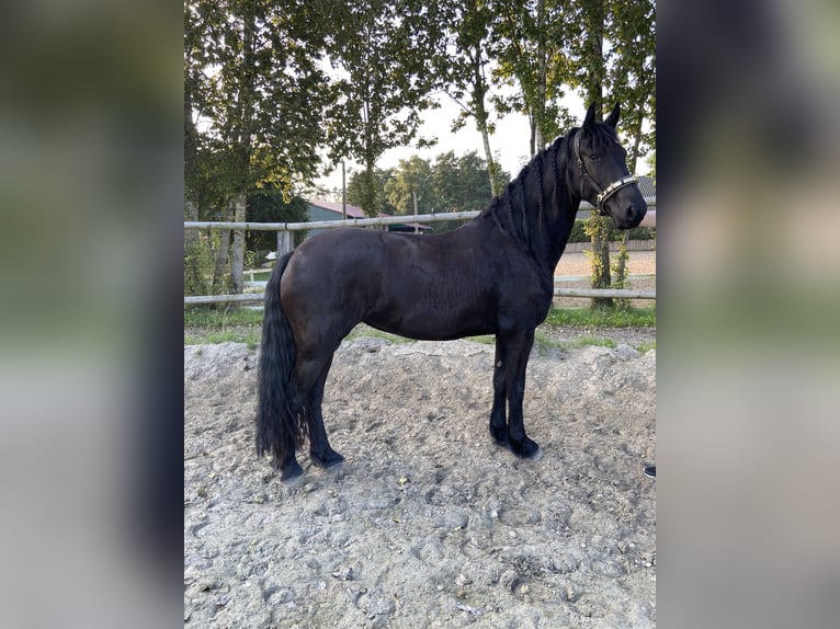 Friesen Stute 7 Jahre 156 cm Rappe in Felixdorf