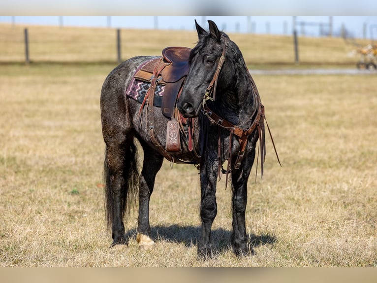 Friesen Stute 7 Jahre 157 cm Roan-Blue in Ewing KY