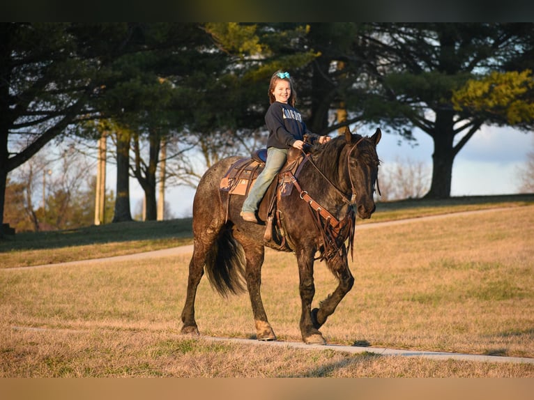 Friesen Stute 7 Jahre 157 cm Roan-Blue in Ewing KY