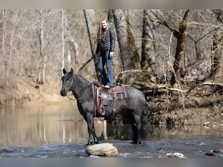 Friesen Stute 7 Jahre 157 cm Roan-Blue in Ewing KY