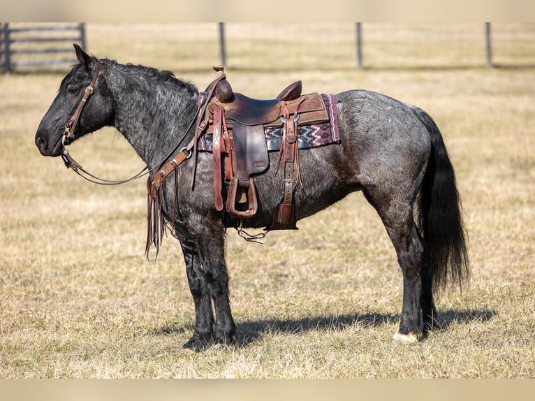 Friesen Stute 7 Jahre 157 cm Roan-Blue in Ewing KY