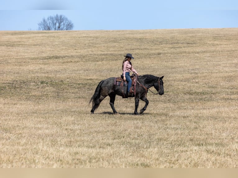 Friesen Stute 7 Jahre 157 cm Roan-Blue in Ewing KY