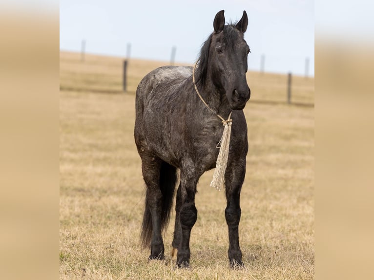 Friesen Stute 7 Jahre 157 cm Roan-Blue in Ewing KY