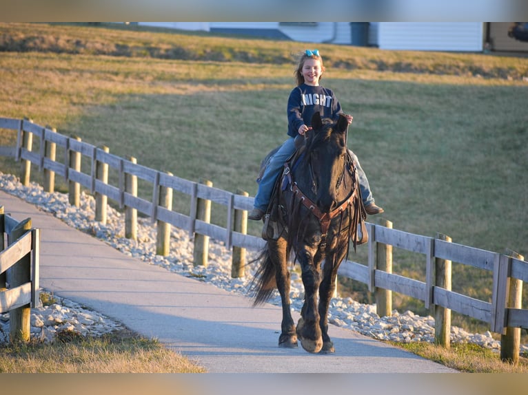 Friesen Stute 7 Jahre 157 cm Roan-Blue in Ewing KY