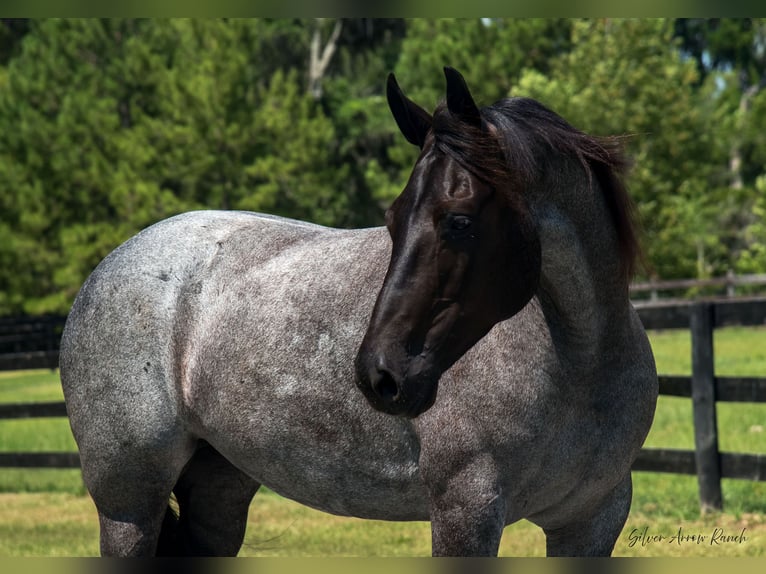 Friesen Stute 7 Jahre 157 cm Roan-Blue in Morriston, FL