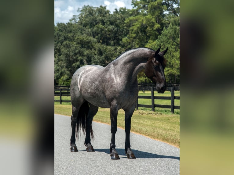 Friesen Stute 7 Jahre 157 cm Roan-Blue in Morriston, FL