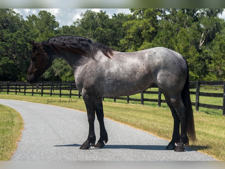 Friesen Stute 7 Jahre 157 cm Roan-Blue in Morriston, FL