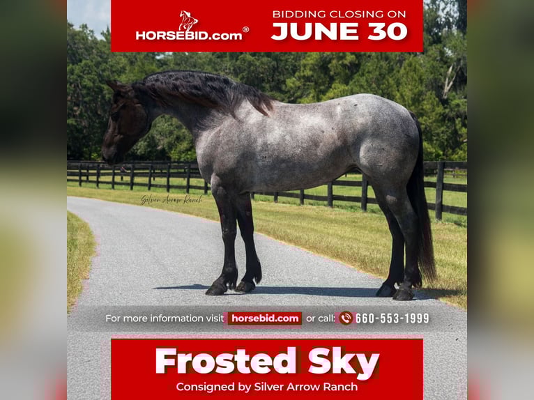 Friesen Stute 7 Jahre 157 cm Roan-Blue in Morriston, FL