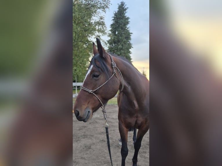 Friesen Mix Stute 7 Jahre 159 cm Brauner in Cleebronn
