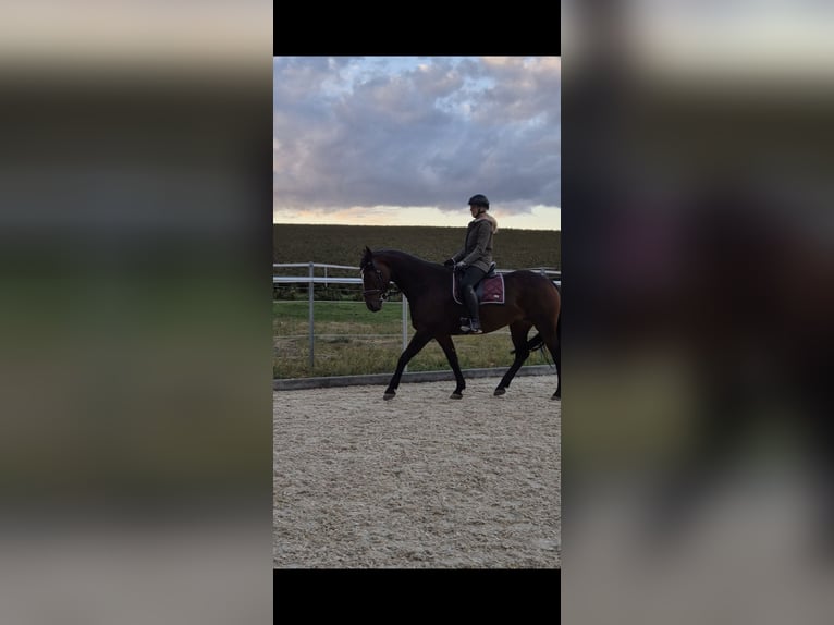Friesen Mix Stute 7 Jahre 159 cm Brauner in Cleebronn