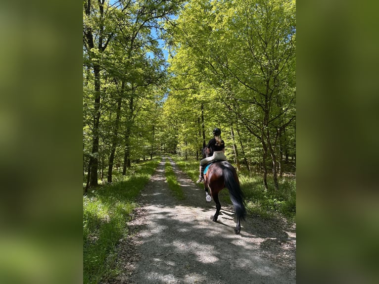Friesen Mix Stute 7 Jahre 159 cm Brauner in Cleebronn