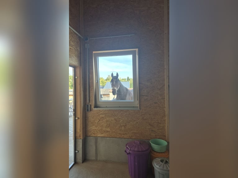 Friesen Mix Stute 7 Jahre 159 cm Brauner in Cleebronn