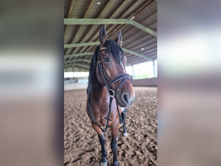 Friesen Mix Stute 7 Jahre 159 cm Brauner in Cleebronn