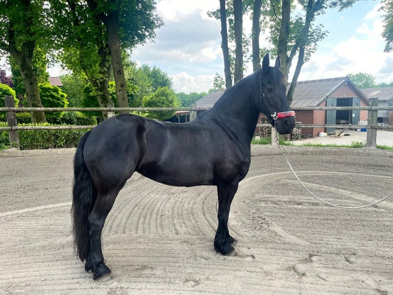 Friesen Stute 7 Jahre 159 cm Rappe in Oer-Erkenschwick