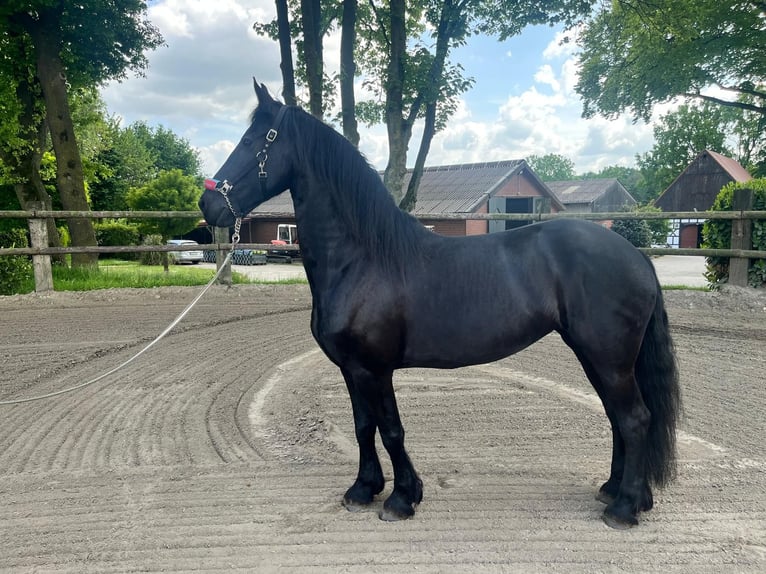 Friesen Stute 7 Jahre 159 cm Rappe in Oer-Erkenschwick