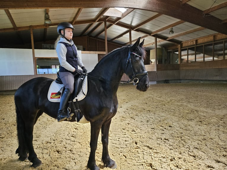Friesen Stute 7 Jahre 159 cm Rappe in Oer-Erkenschwick