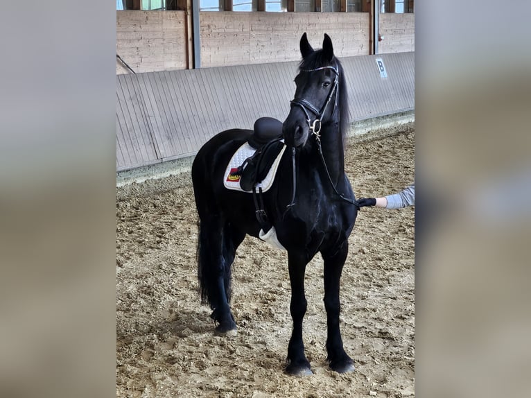 Friesen Stute 7 Jahre 159 cm Rappe in Oer-Erkenschwick