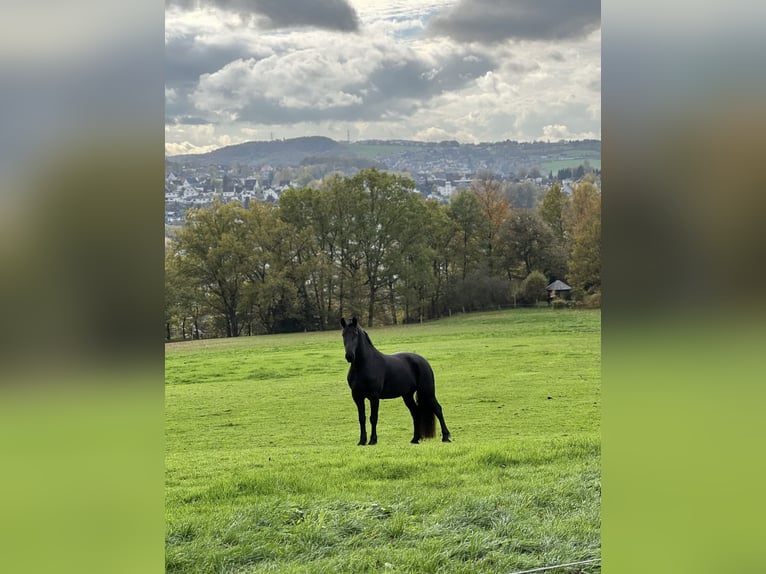 Friesen Stute 7 Jahre 159 cm Rappe in Wissen