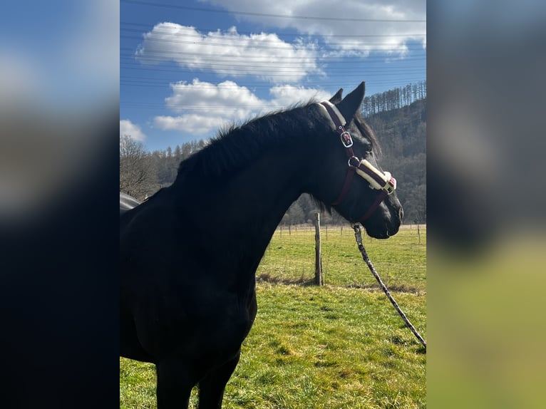 Friesen Stute 7 Jahre 159 cm Rappe in Wissen