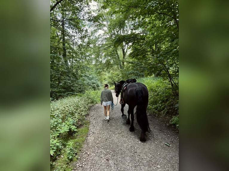 Friesen Stute 7 Jahre 159 cm Rappe in Wissen