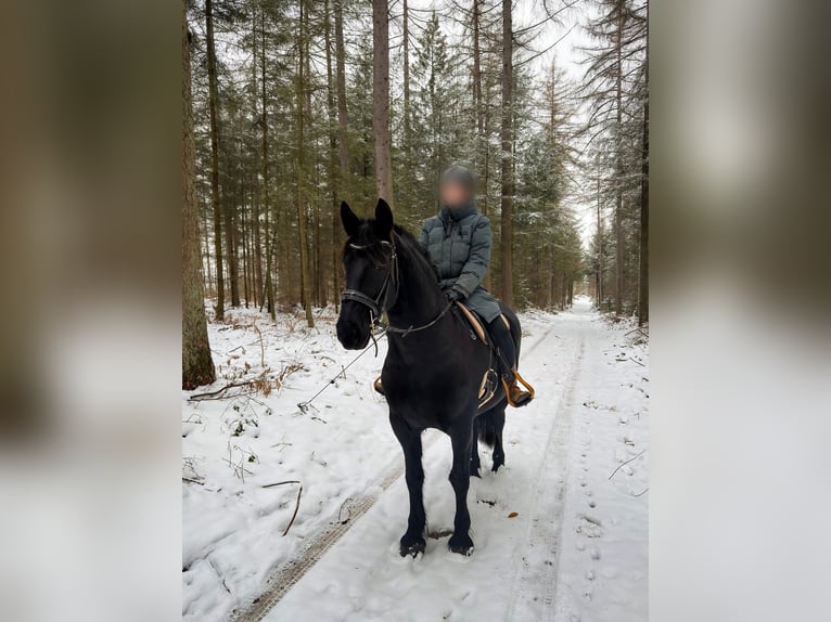 Friesen Stute 7 Jahre 159 cm Rappe in Wissen