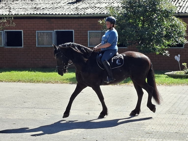 Friesen Stute 7 Jahre 160 cm Rappe in Tecklenburg