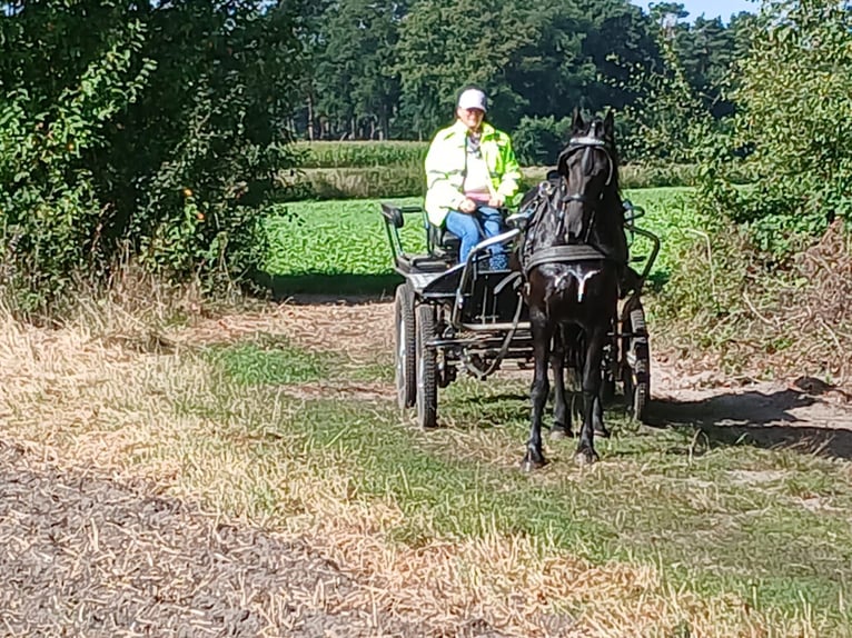 Friesen Stute 7 Jahre 160 cm Rappe in Tecklenburg