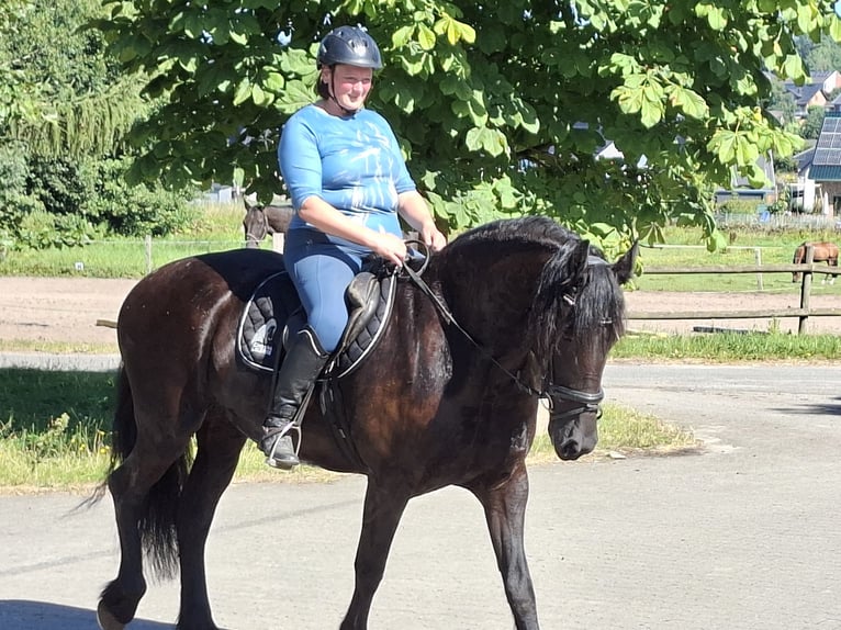 Friesen Stute 7 Jahre 160 cm Rappe in Tecklenburg